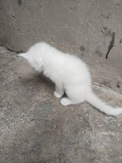 Persian cat children 03196159232