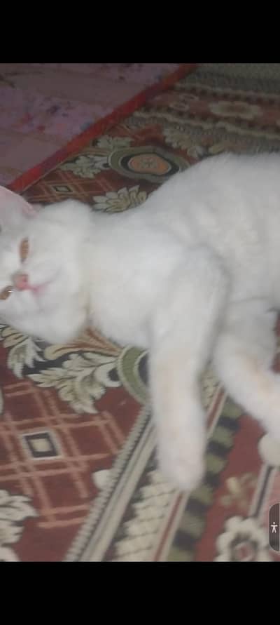 my sweet ozzy