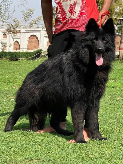 Top quality German Shepherd mail for sale