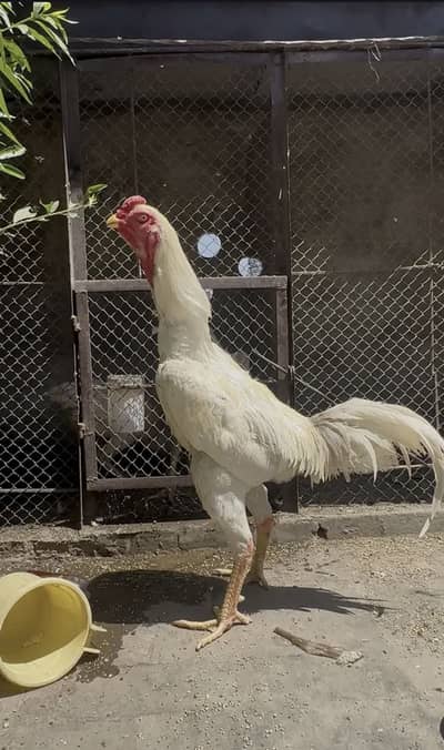 White shamo