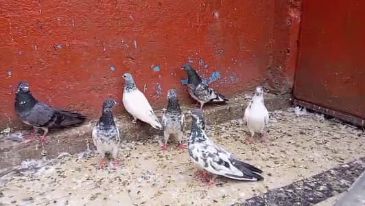 Mix kabootar for sale