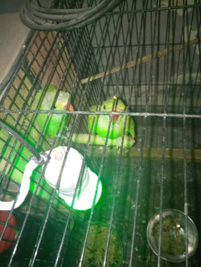 Green toty k bachy 4 month k for sale
