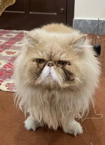 CFA Lineage Peke Male For Stud Service