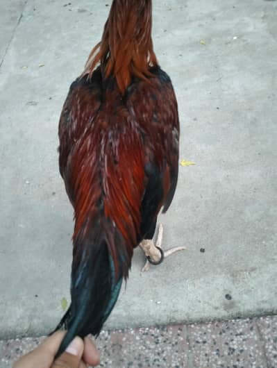 aseel pure armoha murga for sale