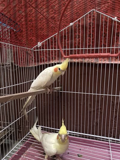 Cockatiel parrot