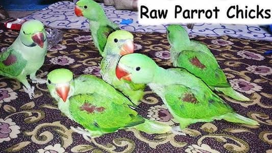 ALL TYPE CHIKS AVAILABLE