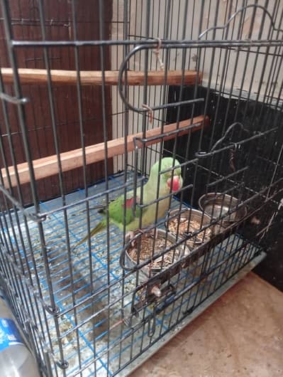 Pahari breader female available long tail