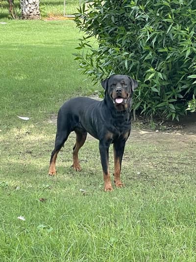 Rottweiler Male Dog