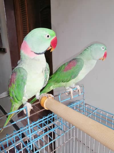 Raw parrot