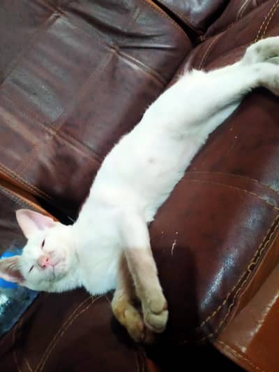 Cat for adoption