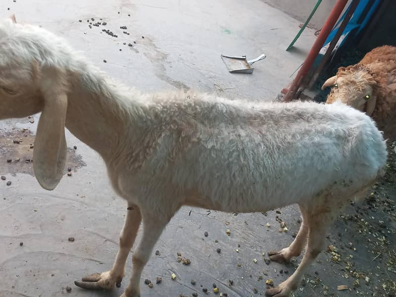 bakrid 1