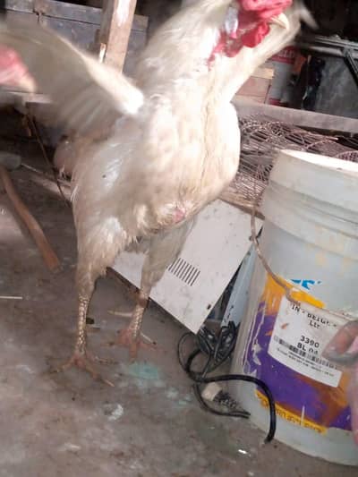 Aseel murga murgi for sale