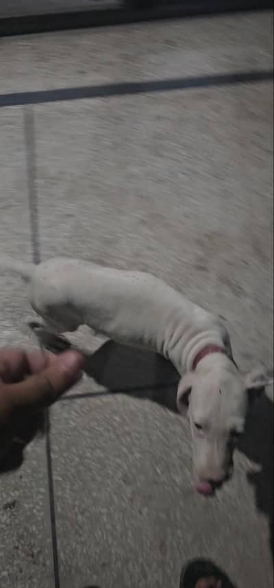 lappa gultair bull dog for sale male healthy