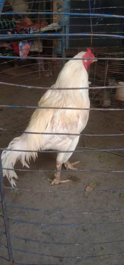 Heera breeder male
