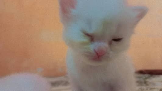 Persian kitten