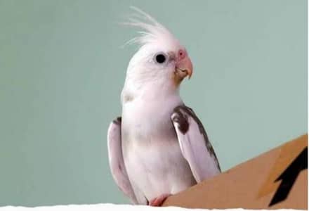 Conures and Love bIrds for Sale