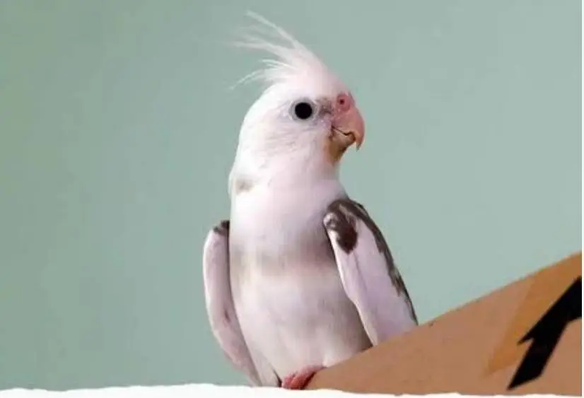 Cockatiel and Love Birds
