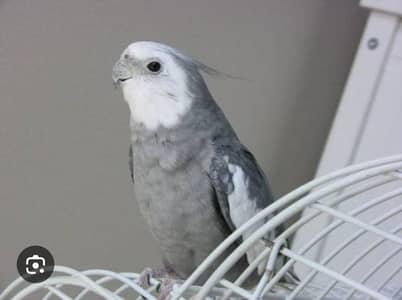 Cockatiel and Love Birds
