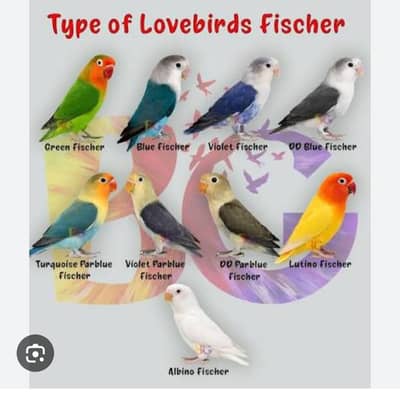 Love Birds Breeder Pairs for Sale Exchange With Other Birds