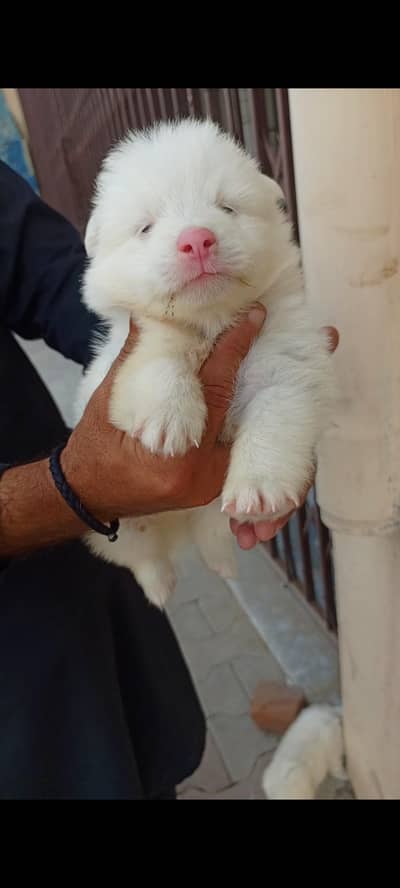 Russian pink nose puppies