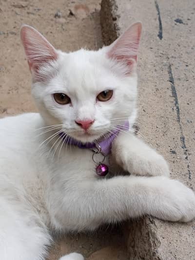 female cat