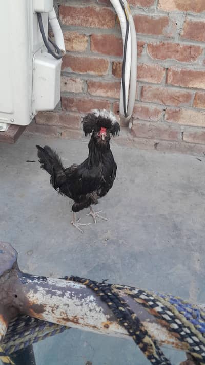 Fancy Hen For Sale