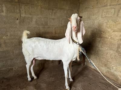 Big bakri for sale