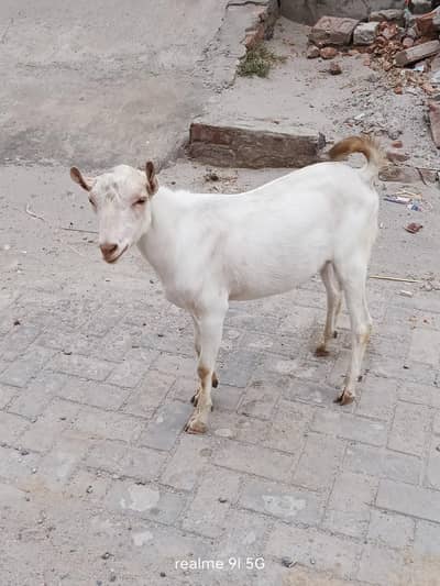 bakra