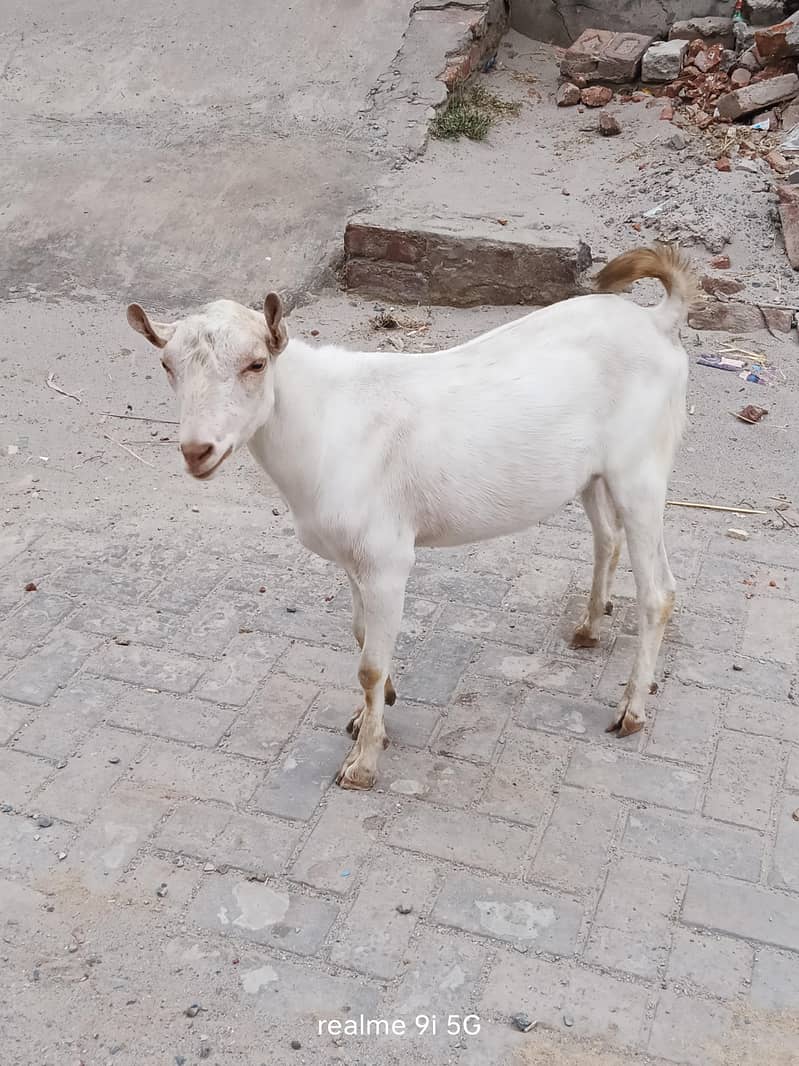 bakra 0