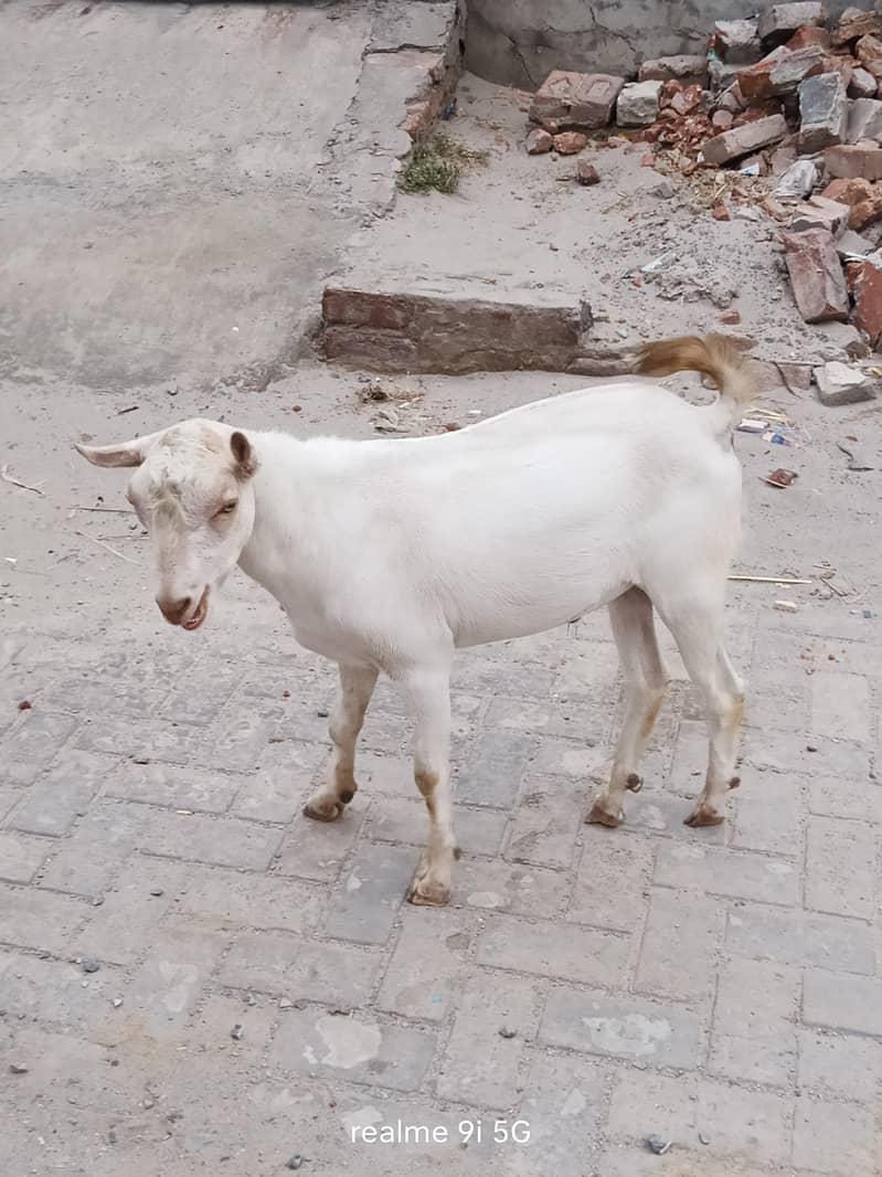 bakra 1