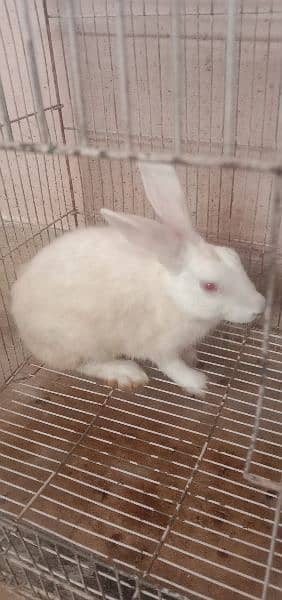 Red Eyes white Rabit