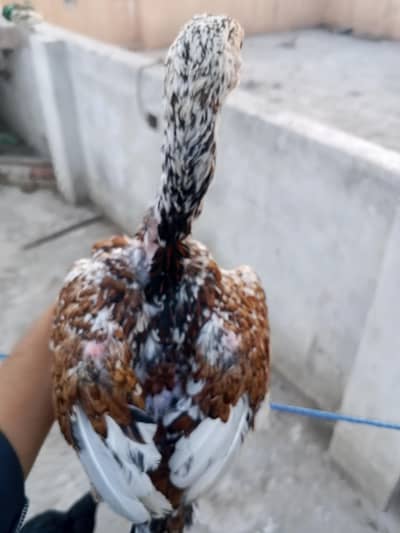 Thai aseel murgi hight quality low price