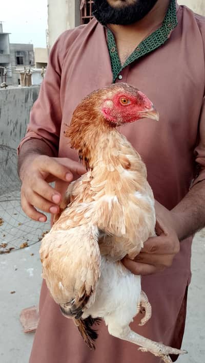 Female Available