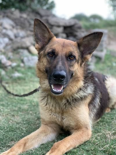 German Shepherd Dog (Female)