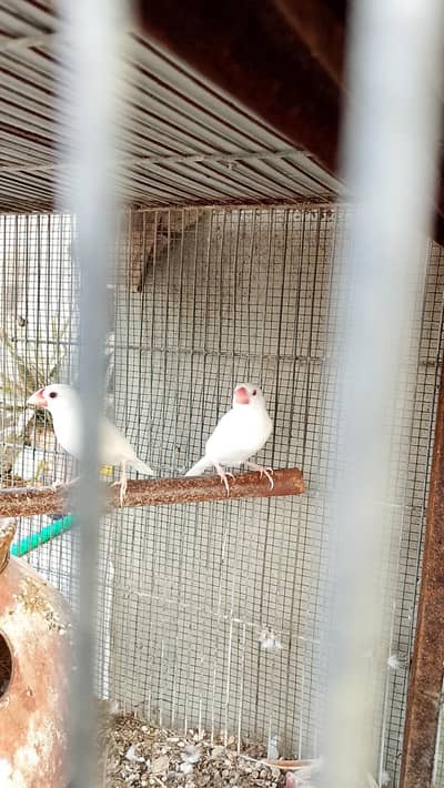 Breeder Pair Java Available