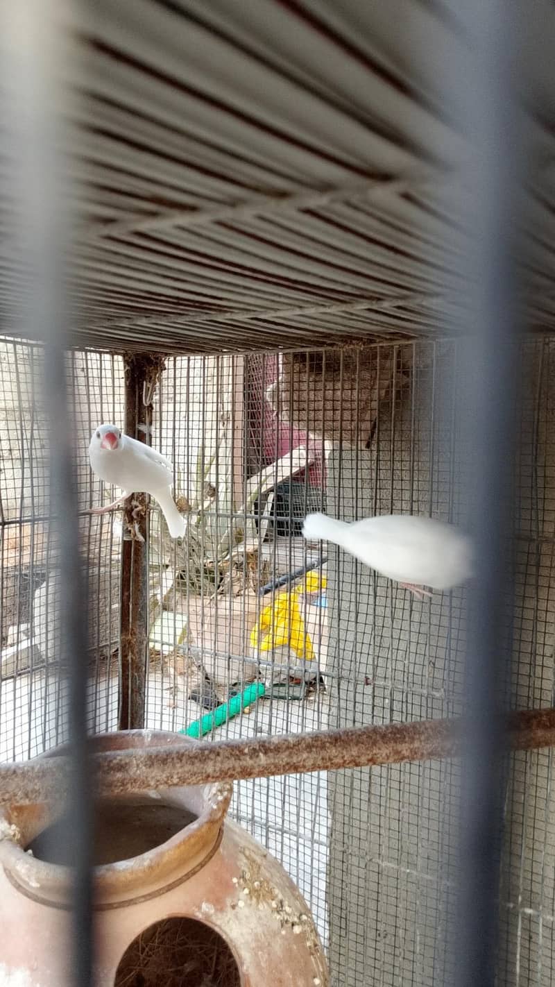 Breeder Pair Java Available 1