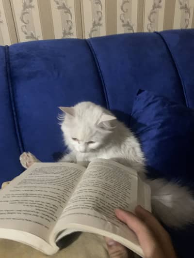russian female cat for sale