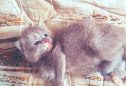 Cat for sale