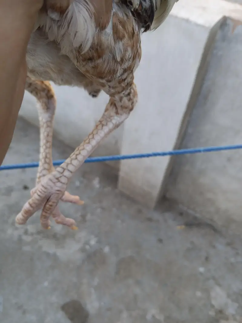 Thai aseel murgi hight quality low price — photo 5