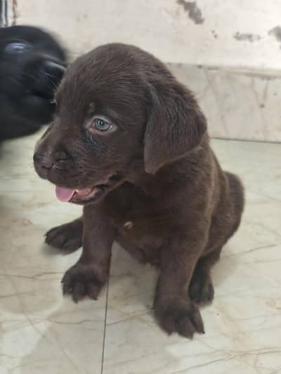 Labrador puppies