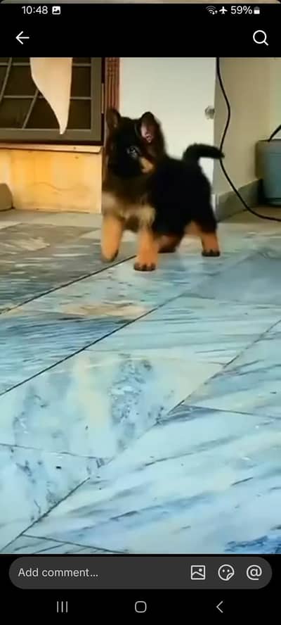 Long coat German puppy Shepherd . 03476578922 WhatsApp