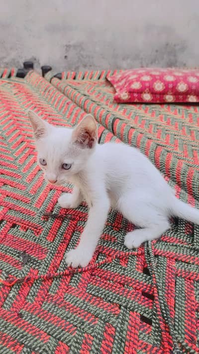 White Cat