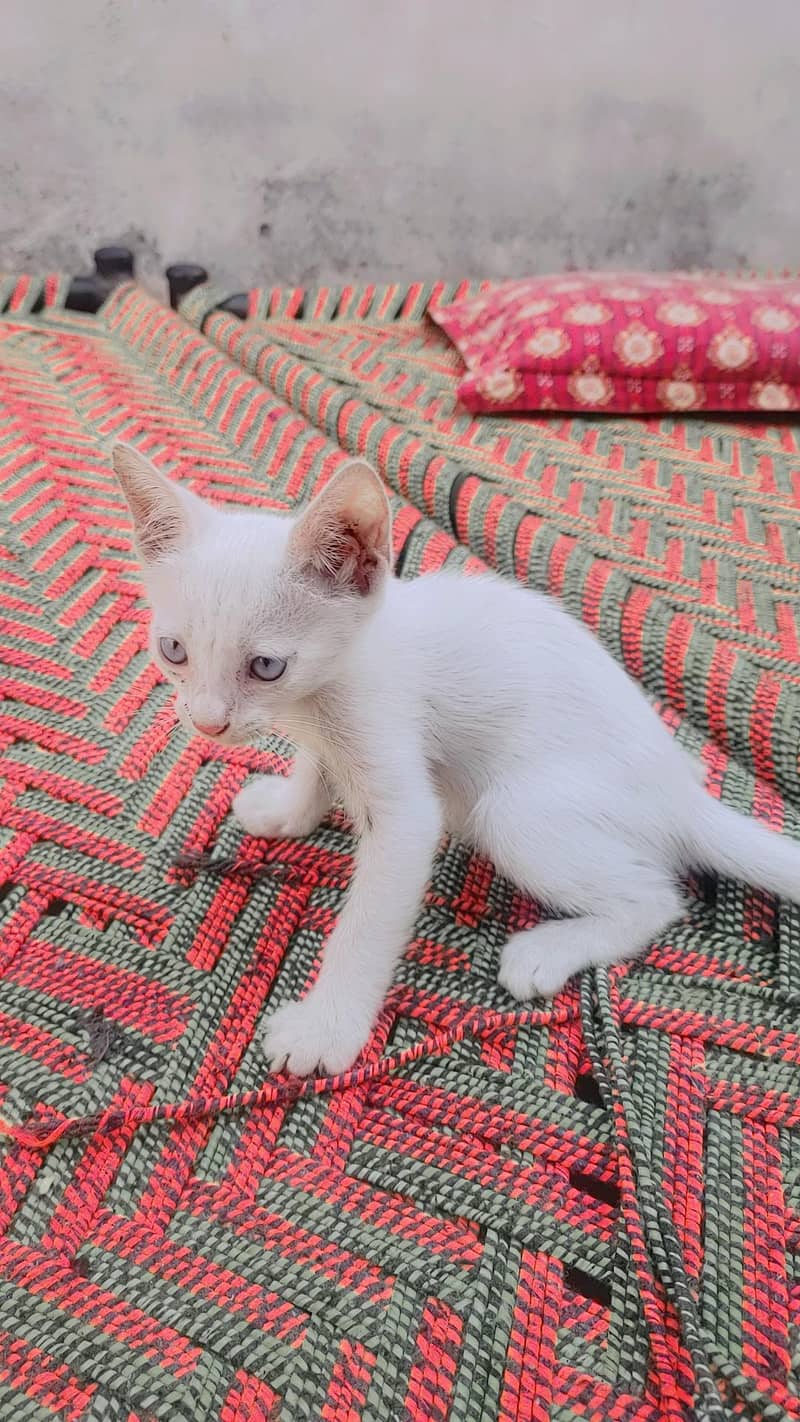 White Cat 0