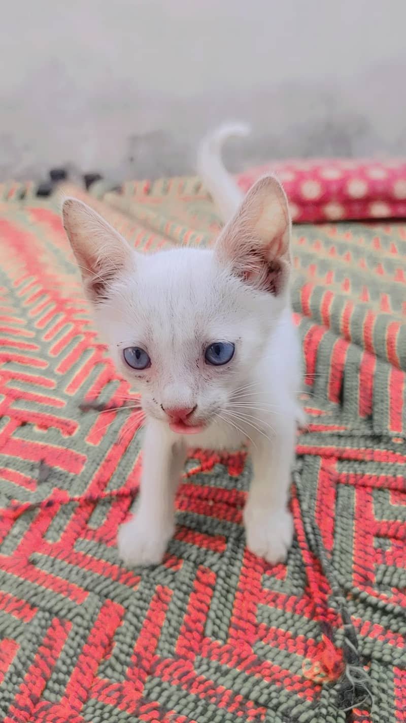 White Cat 1