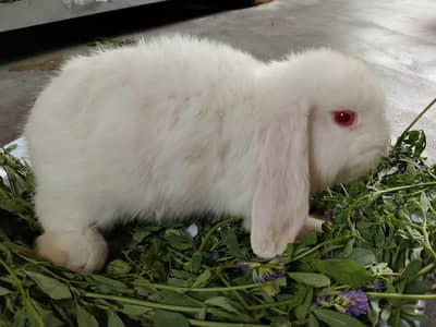 Holland lop