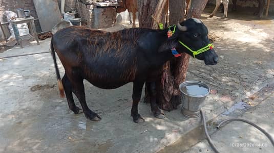Buffaloes katti for sale in faisalabad