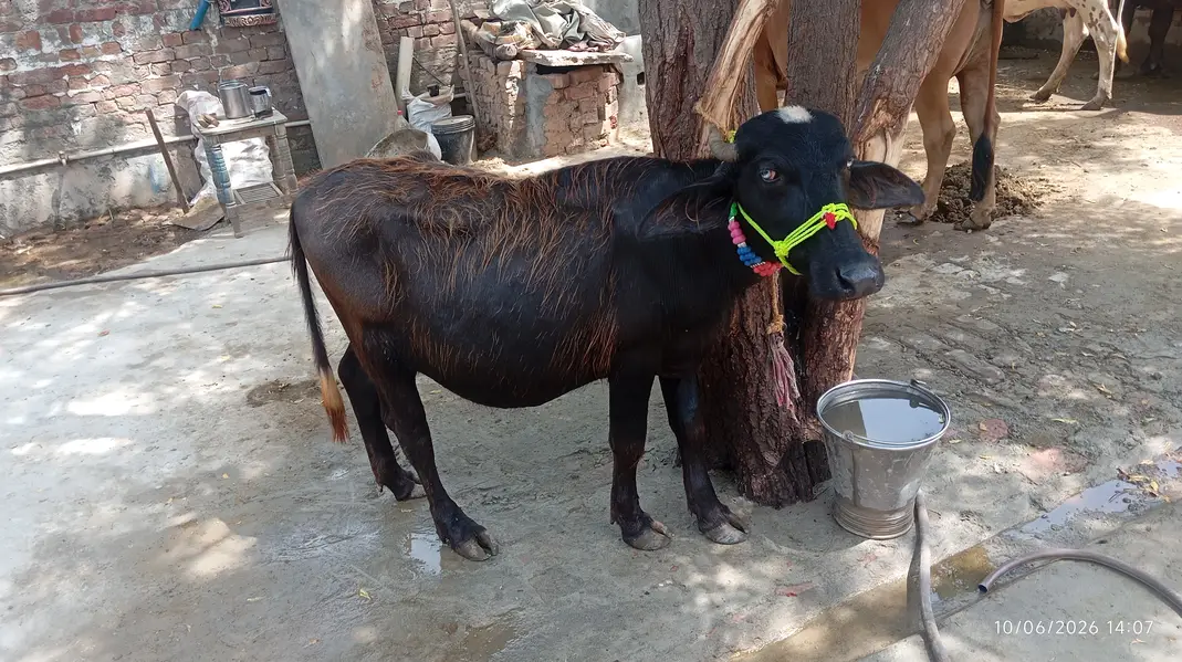 Buffaloes katti for sale in faisalabad — photo 2