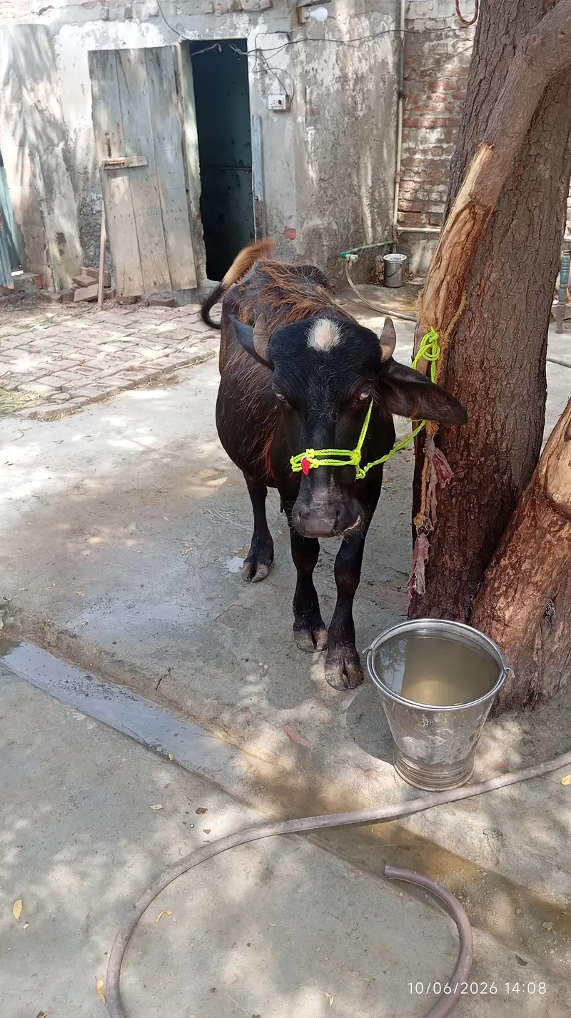 Buffaloes katti for sale in faisalabad — photo 3