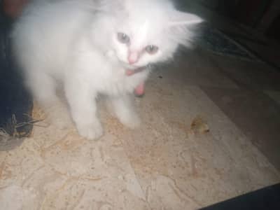 Persian triple coated
