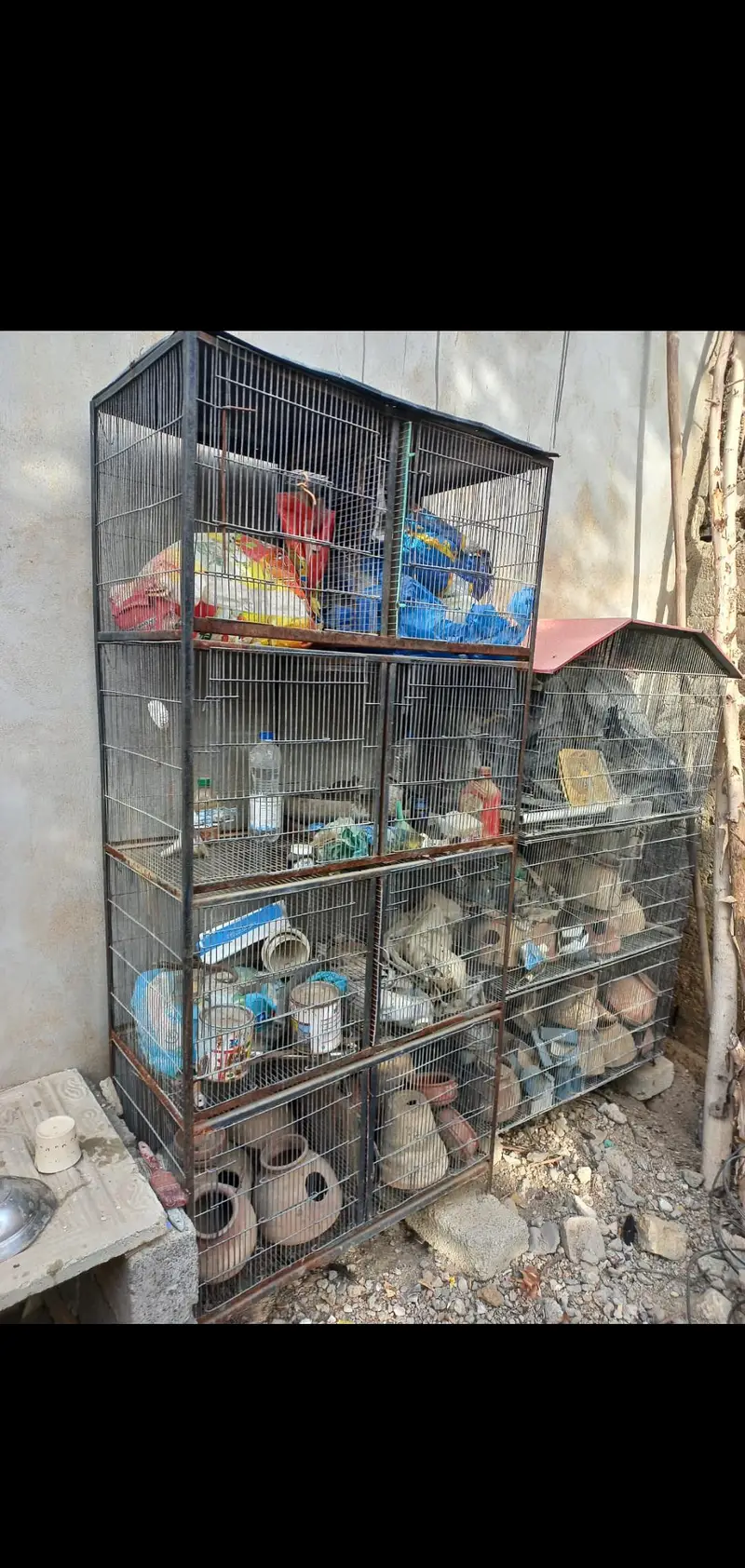 Cocktail Parrot Cages For Sale. — photo 5